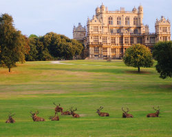 Wollaton Park venue image