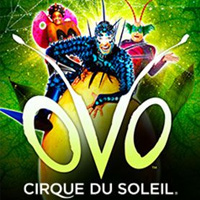 Cirque Du Soleil OVO artist image