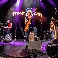 Stray Cats